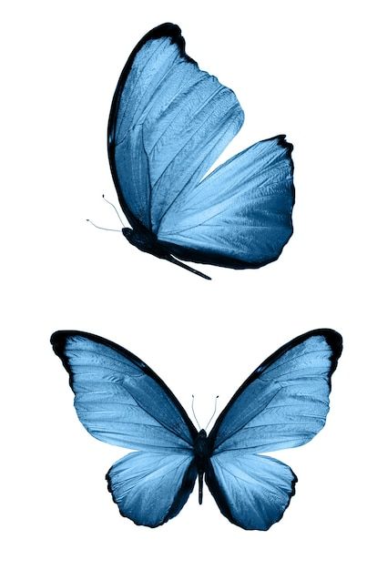 Premium Photo | Blue butterflies isolated on white background. tropical moths