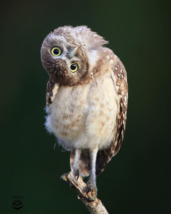 In many cultures, the owl is a symbol of wisdom. And as we know, wisdom is always about having a sense of humor. Perhaps it’s the reason owls are such funny and inimitable animals. Their charisma and cuteness can cheer people up since they love to share their most exciting emotions with us.