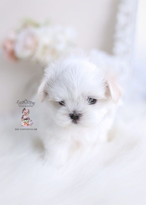 Maltese Puppy For Sale Teacup Puppies 141 In 2020 Maltese Puppy