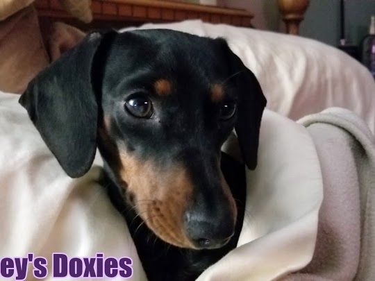 Zoey S Doxies Dachshund Puppies Puppies Doxie