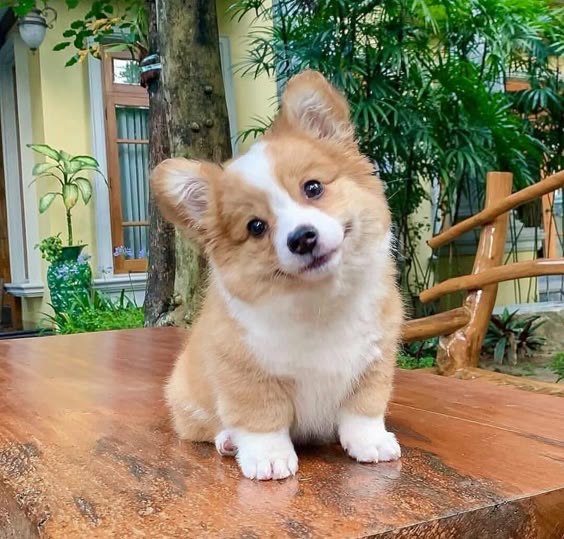 Cute baby corgi will help make your day! https://ift.tt/2VH2nM3