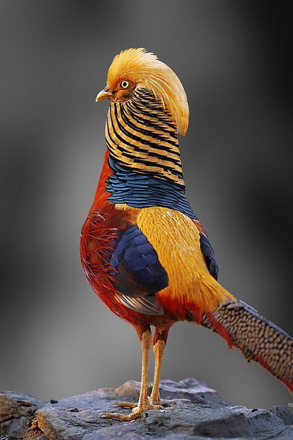 golden pheasant standing on a rock
