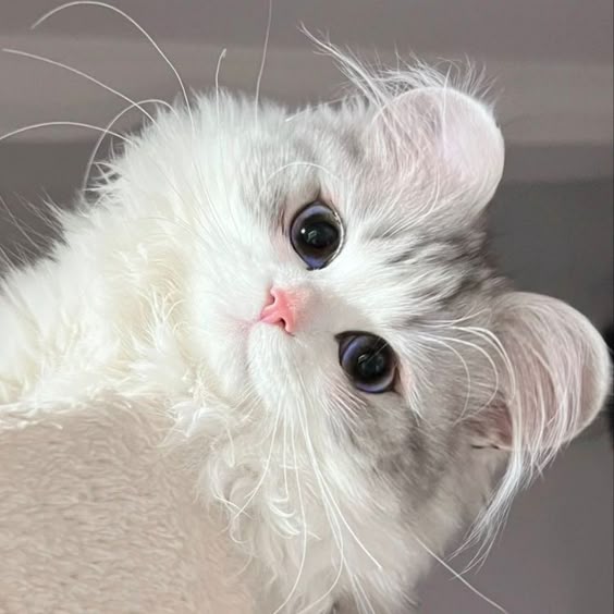 cats โกยด๏ฝฅแด๏ฝฅ`โก
