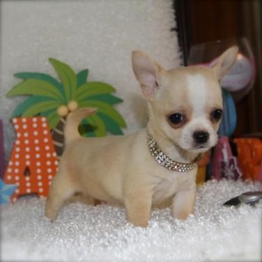 Teacup Chihuahua Chihuahua Puppies Cute Chihuahua Teacup Chihuahua