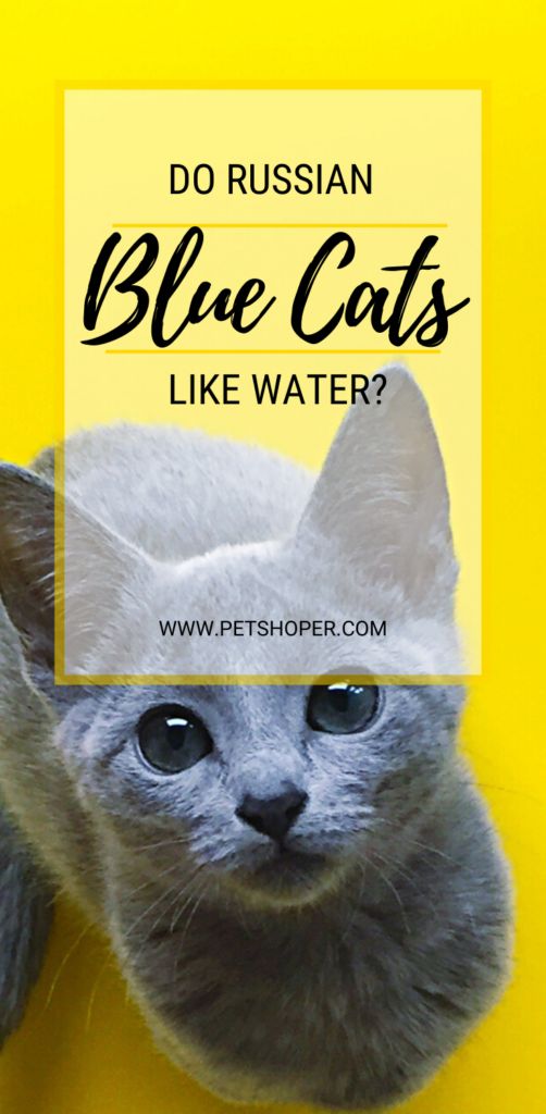 Russian Blue Cats Like Water Russian Blue Cats Like Water