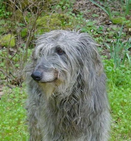 sottish deerhound phot | Doughal, an 11-year-old Scottish deerhound, developed arthritis at the ...