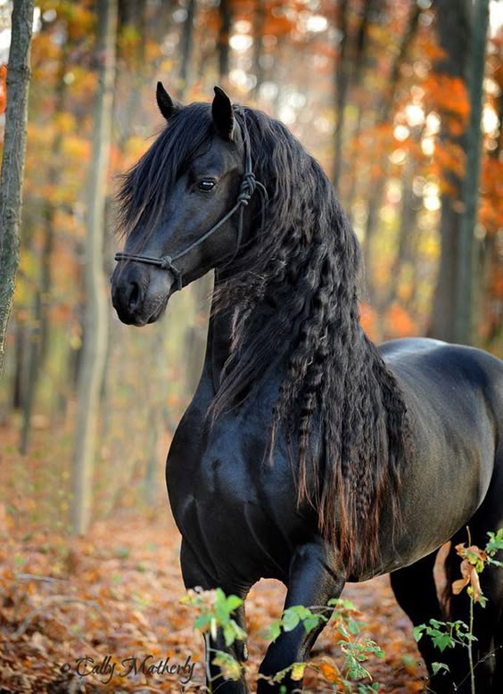 Meet Frederik The Great, Considered By Many The Most Handsome Horse In The World (30 Pics)