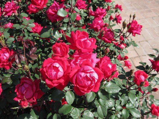 Pruning Roses For Health And Beauty Pruning Roses Types Of Rose Bushes Rosebush