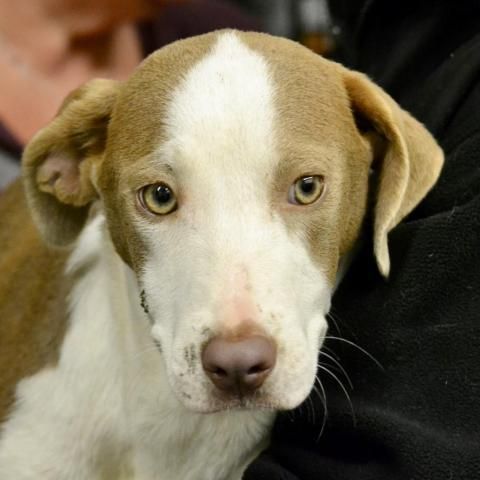 Adopt Amaya On Pitbulls Pitbull Terrier Island Park