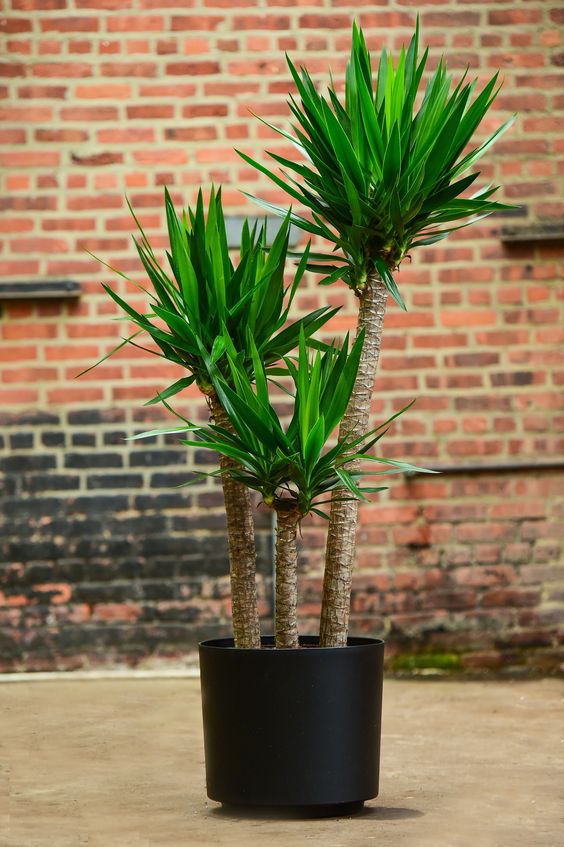 Yucca Cane Yucca guatamalensis The yucca plant's tall, slender profile make it an easy choice for those with limited space. A gorgeous, masculine profile, perfect for office or home. Besides the light requirement (at least 2-3 hours of direct sun), this plant is extremely hearty and a wonderful choice for beginners. Features: 14"-16"W x 5'-6'H Guaranteed fresh by Interior Foliage