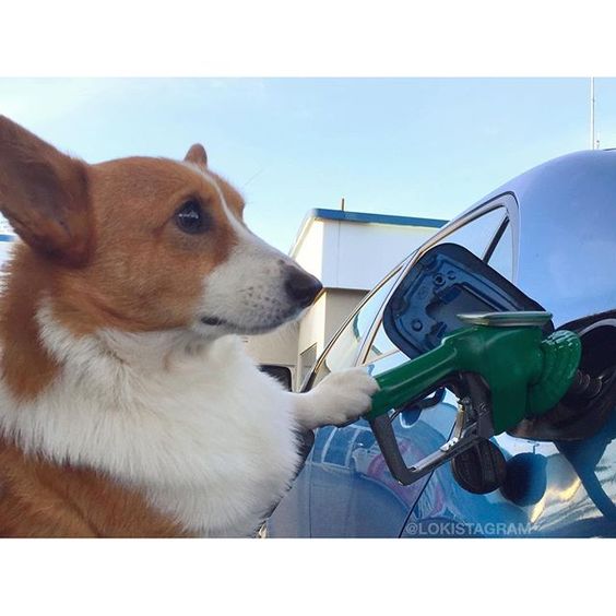 Wow Gas So Expensive Corgi Herding Dogs Cute Animals