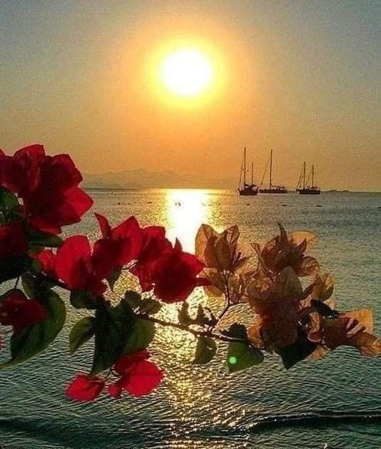 تلحفت طيوف الأحباب ما تبقى من أشعة الشمس الباهته وغاصت معها في الأفق أبحرت ال Beautiful Nature Wallpaper Nature Wallpaper Beautiful Flowers Wallpapers