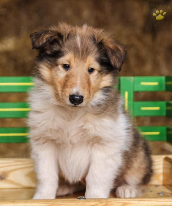 Bruce Collie Puppy For Sale In Elysburg Pa Lancaster Puppies