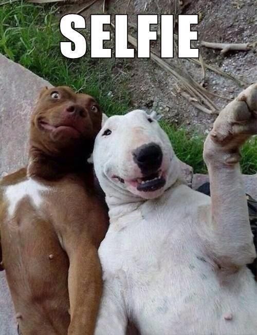 Social media has gone to the dogs.