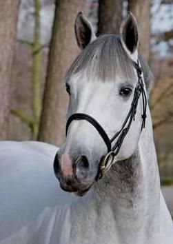 Gorgeous!! CALVADOS Z (CHELLANO Z x CARTHAGO Z)
