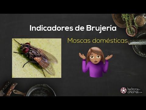Insectos Señales De Brujería En La Casa Moscas Chinches Y Otras Plagas Youtube Plaga De Moscas Brujeria Chinches