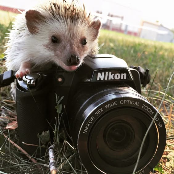 Phot"hog"gropher