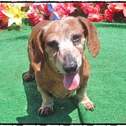Pin By Sherry Garrett On Dachshund Dachshund Dachshund Love