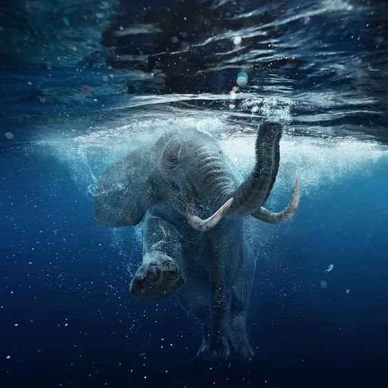 🔥 Underwater capture of an elephant swimming 🔥