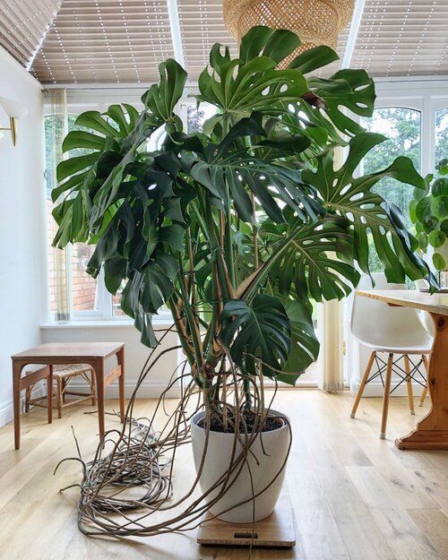 Monstera care