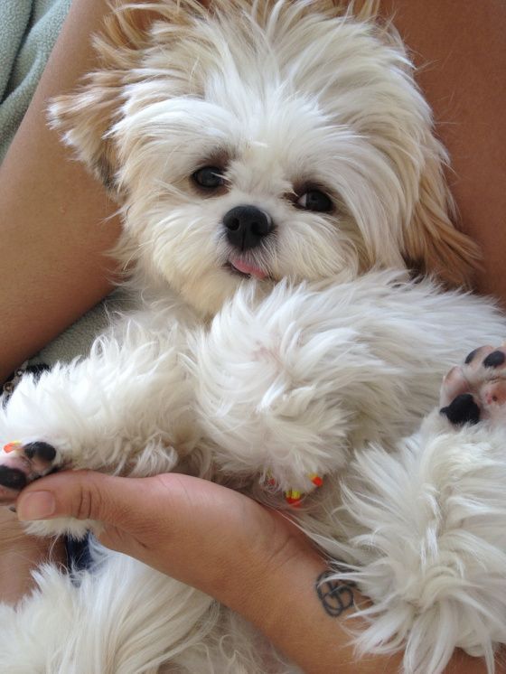If You Adore Shih Tzu Dogs Then You Will Absolutely Love Our