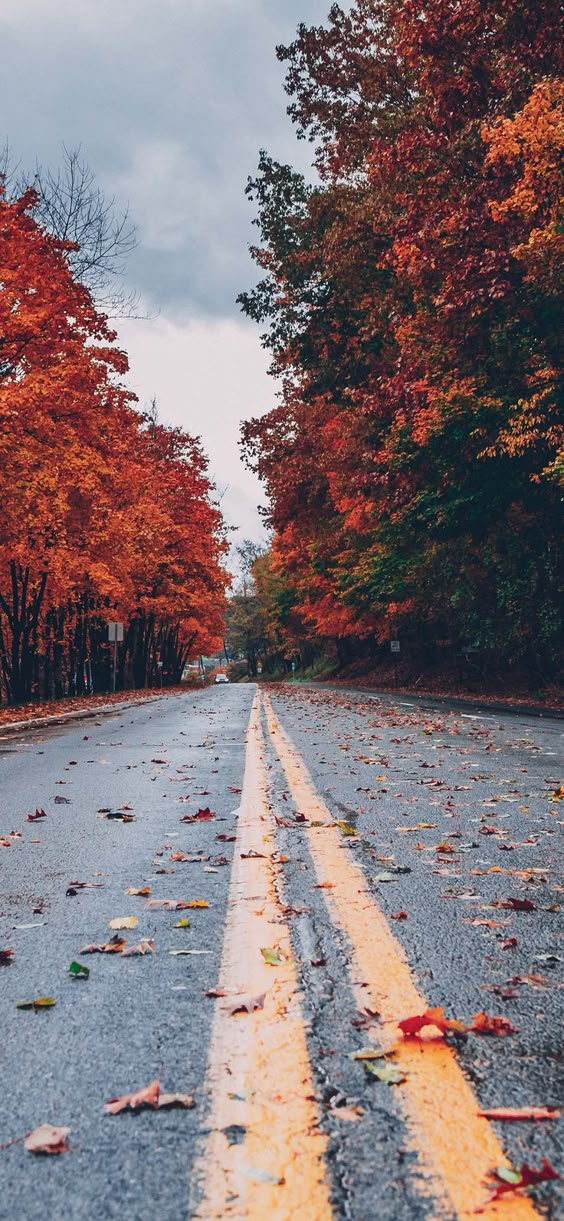 Fall Wallpapers for iPhone - FREE Download Best Autumn Wallpapers