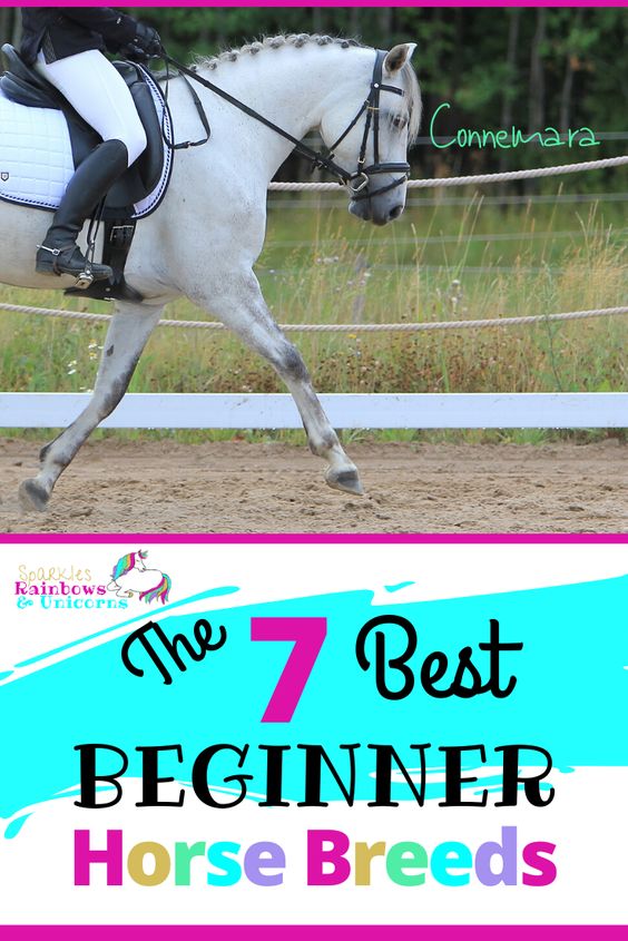 These are breeds that typically have the traits to be great for beginner riders. Although breed alone should not define whether a horse is suited for a beginner rider because there are exceptions to all breeds. I have chosen these breeds based the typical characteristics which are beneficial toward more novice riders. #bestbeginnerhorses #besthorsebreedsforbeginners #beginnerhorsebreeds #beginnerhorserider