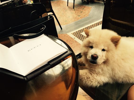 Pin On Chow Chow