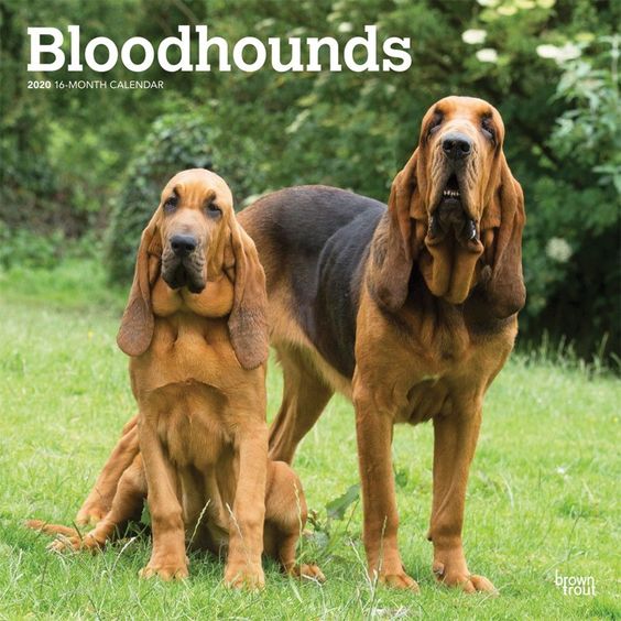 Bloodhounds 2020 Wall Calendar Dog Breeds Bloodhound Pet Dogs