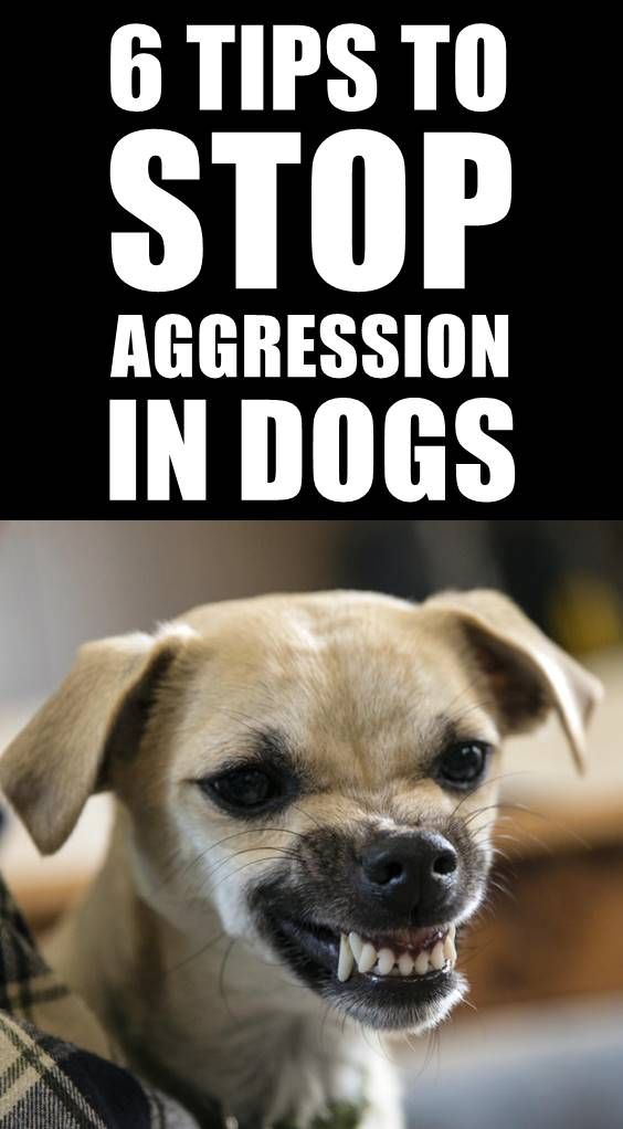 Dog Aggression Can Be A Serious Problem For Pet Owners Your Dog