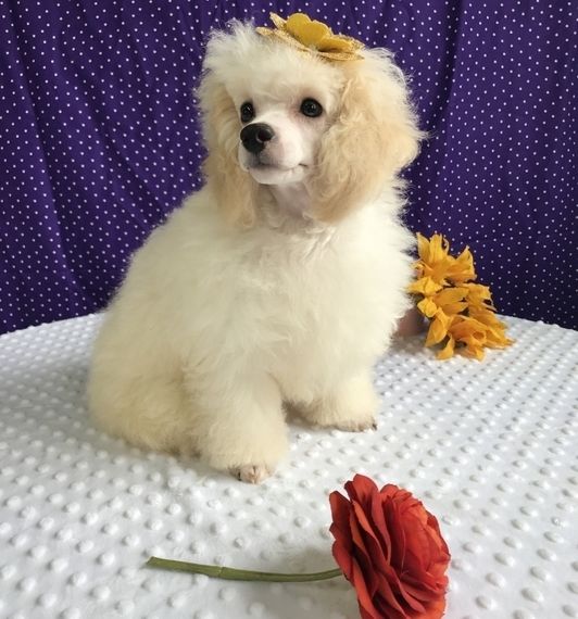 Savannah Poodle Puppy 610320 Puppyspot Puppy Facts Puppies
