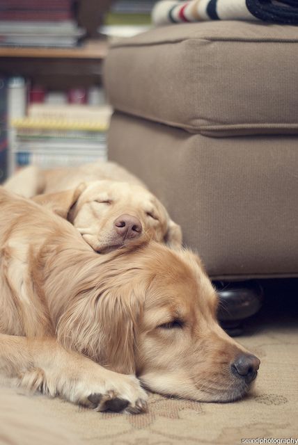 golden retrievers