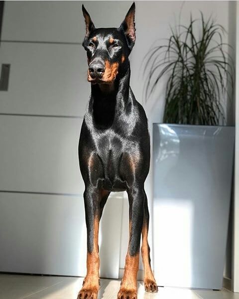 Doberman Dobermaniya Dobermany Dobermanchik Dobermans Dobermann Doberman Doberman Fea Doberman Puppy Cute Dogs And Puppies Doberman Puppy Training