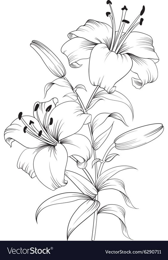 Blooming lily flower vector image on VectorStock