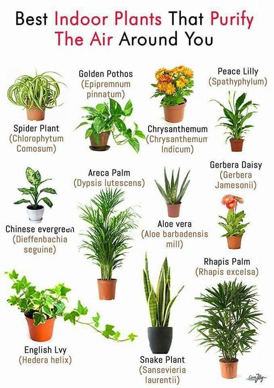 How To Water The 15 Most Popular Houseplants Plants Best Indoor