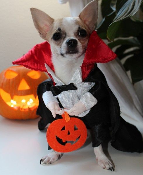 How about some dogs dressed up for Halloween Check out all of our other Dogs. #Dog #Instadog #Puppy #Puppylove #Instapuppy #Doglovers #Doglover #Puppydog #Doggylove #Cutedog #Cutedogs #halloween