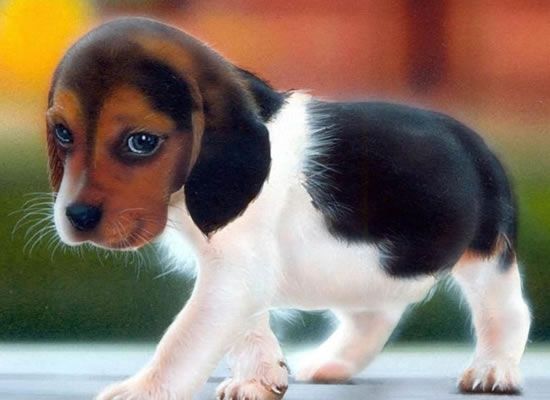 Top ten cutest dogs 2025