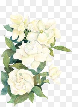 White Flower Clipart Png