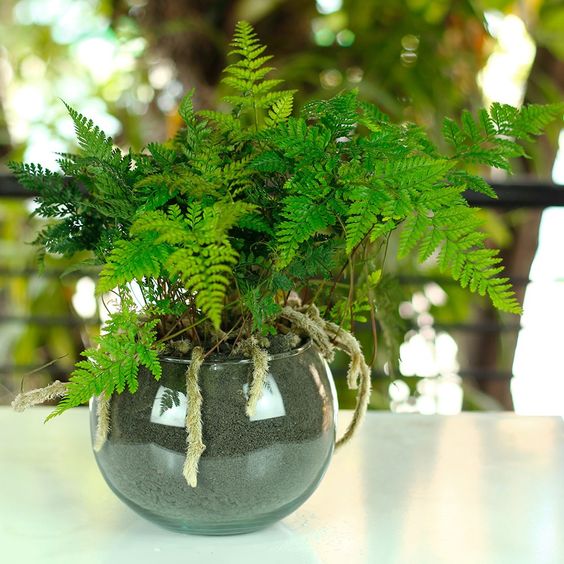 Decora tu hogar con helechos - Mi Decoración