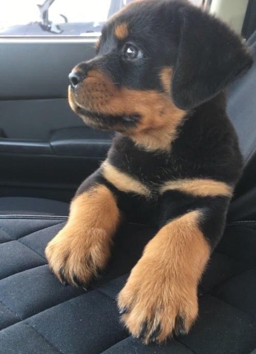 Cute Puppy Dog Animal Pets Rottweiler Puppies Baby