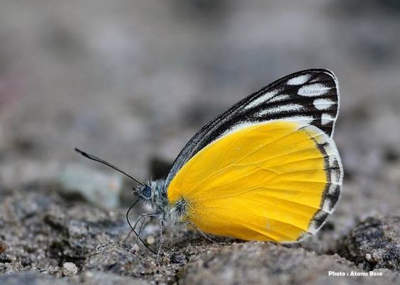 Ventral view of a Yellow Jezebel (Delias agostina) photographed by Atnu Bose in North Sikkim, India