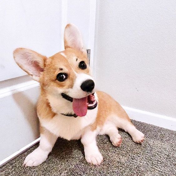 Cute Corgi Dogs Cute Corgis Cute Dogs Cute Doggies Cuteness