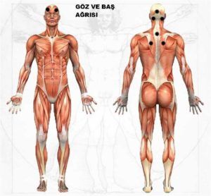 Goz Ve Bas Agrisi Hacamat Uygulama Noktalari Human Body Muscles Physiology Anatomy And Physiology Goz Ve Bas Agrisi Hacamat Uygulama Noktalari Human Body Muscles Physiology Anatomy And Physiology