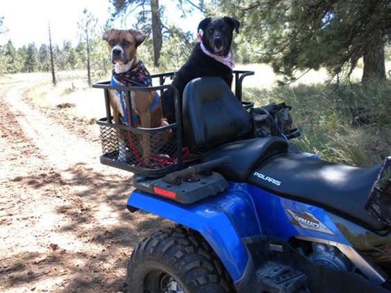 $278.95 Dusty Dogs ATV Dog Box
