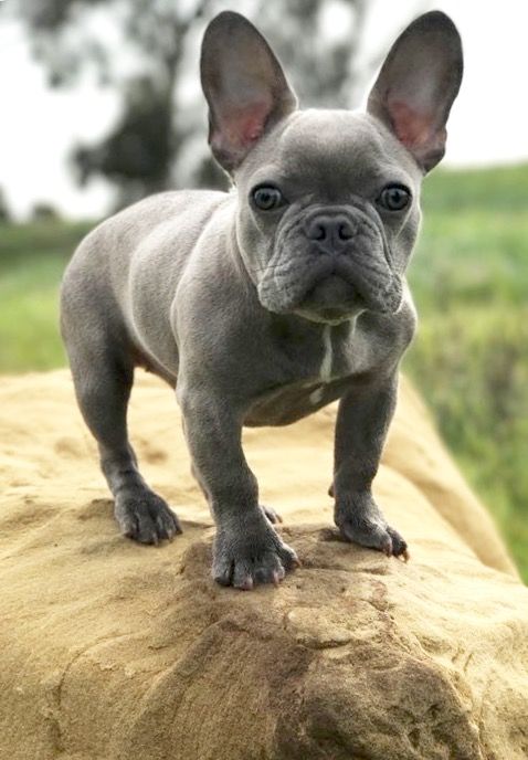 French Bulldog Puppy French Bulldog Puppies Cute French