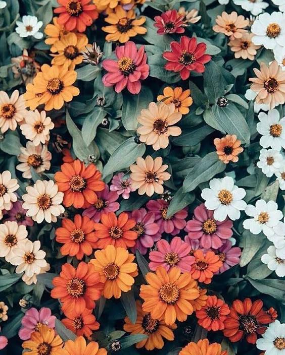 Summer Flowers | 35 Stunning Blooms Perfect For The Season