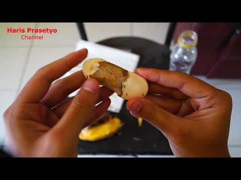 Cara Menanam Mangga Dari Biji Part Semai Youtube