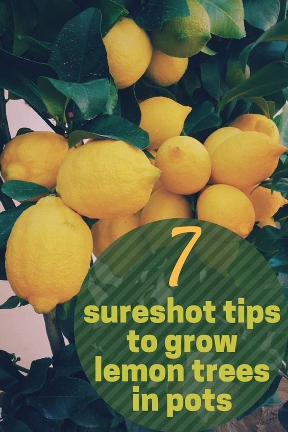 Do all lemon trees bare fruit