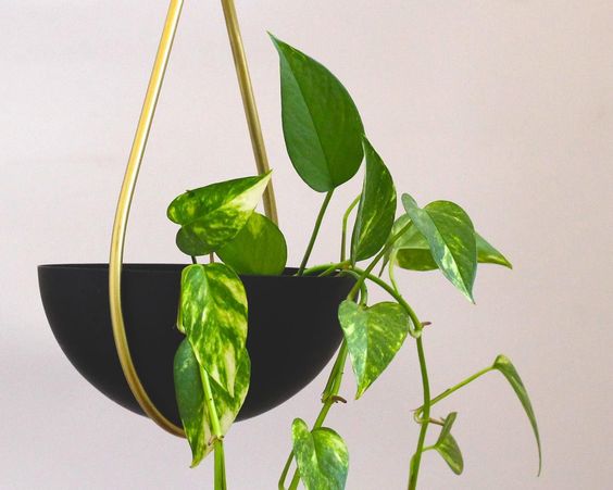 A Modern Hanging Planter With A Teardrop Design