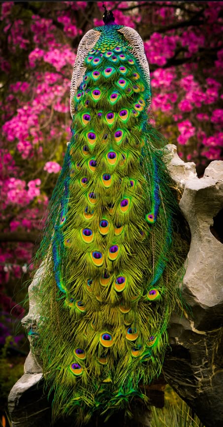 Peacock